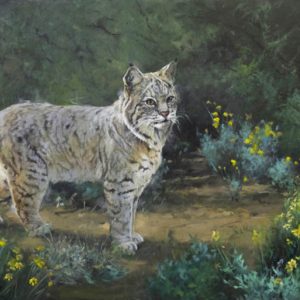 original oil painting by Linda Budge - bobcat - a cat determined