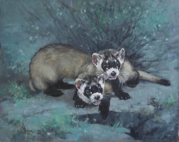 original oil painting by Linda Budge - black footed ferrets