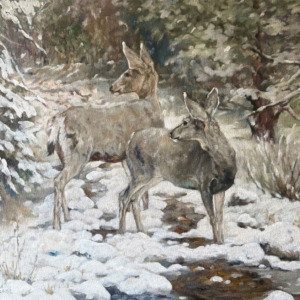 SILENCE deer doe in the snow